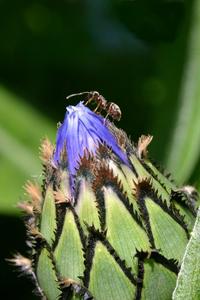 Ant climbing on a cornlower bud